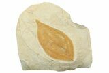 Fossil Leaf (Cinnamomum) - Montana #262543-1